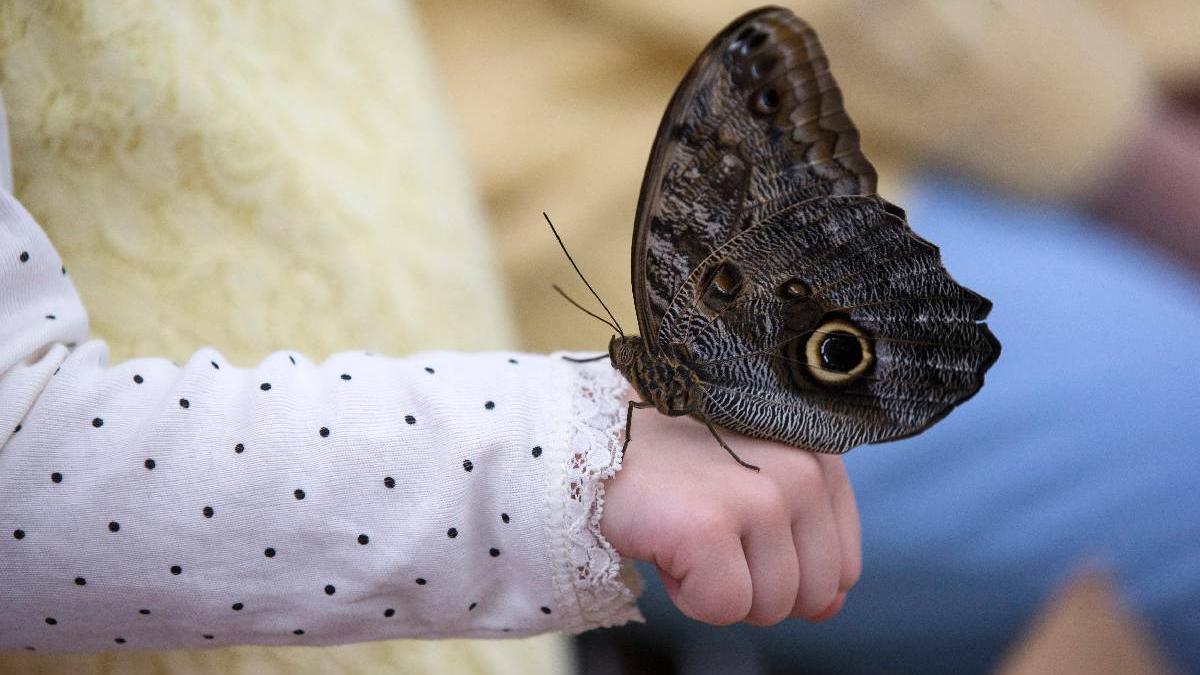 de ce lumea devine tot mai terna pe masura ce padurile dispar fluturii isi pierd culorile