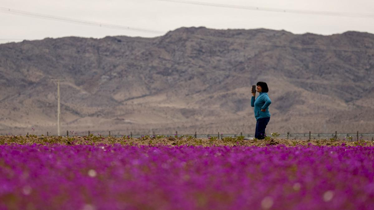 floarea care a colorat in roz cel mai arid desert din lume poate fi cheia culturilor imune la seceta pata de guanaco e unica in lume