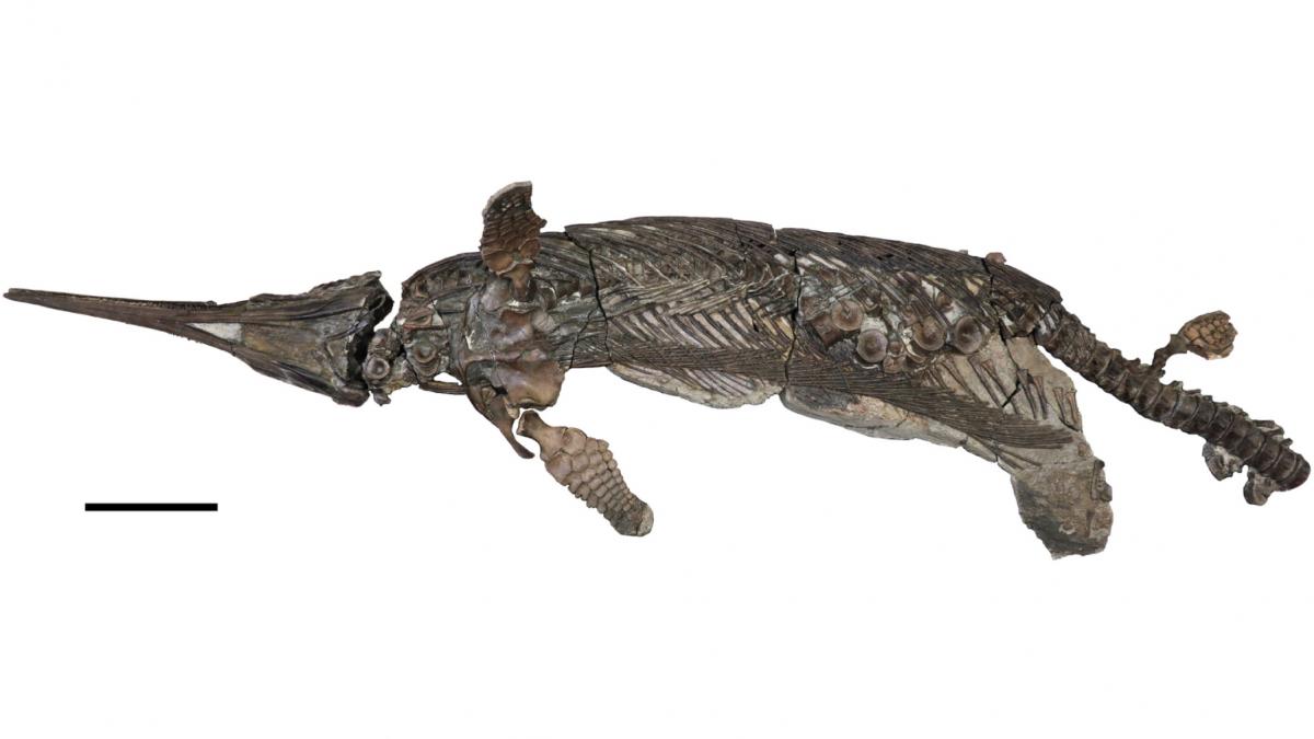 o specie noua din vremea dinozaurilor a fost descoperita pe coasta jurasicului dragonul sabie ar putea rezolva un mister evolutiv