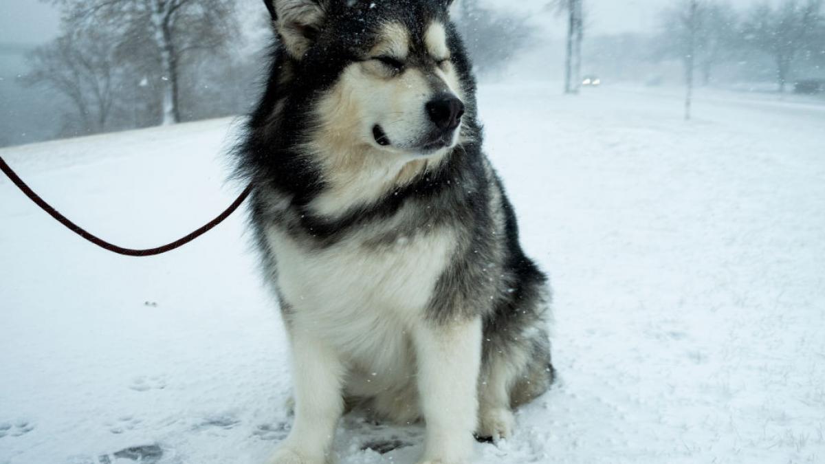a tot continuat sa creasca cum e viata cu un caine de 82 de kilograme care e mare cat un ponei