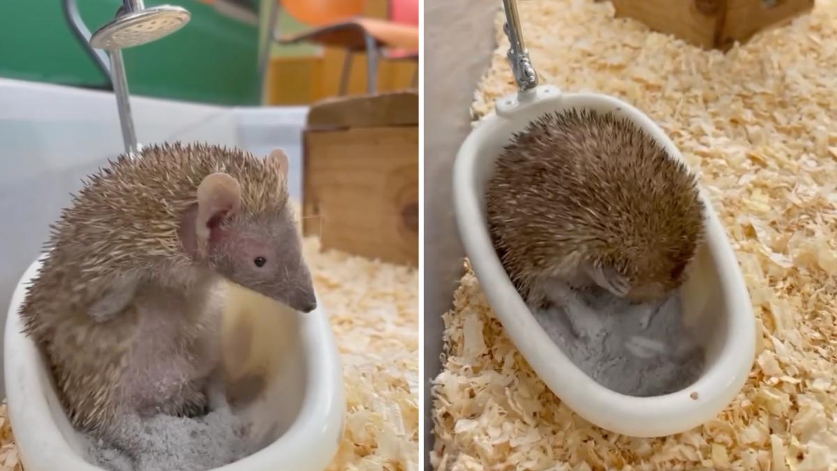 un tenrec adorabil care face baie in cada a cucerit internetul multi cred ca este arici n am stiut ca exista dar deja il iubesc