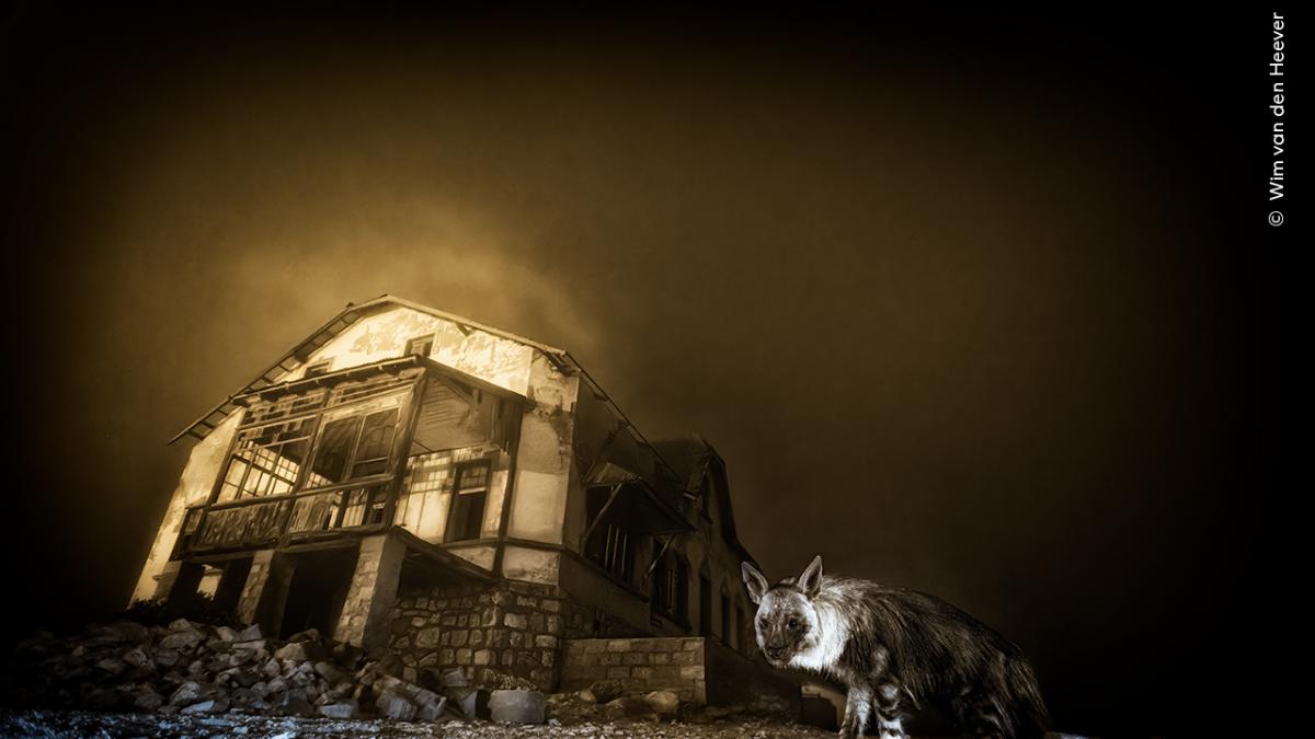 intr un oras fantoma al diamantelor a fost surprinsa o hiena dintr o specie rara alaturi de puiul ei fotograful a fost premiat