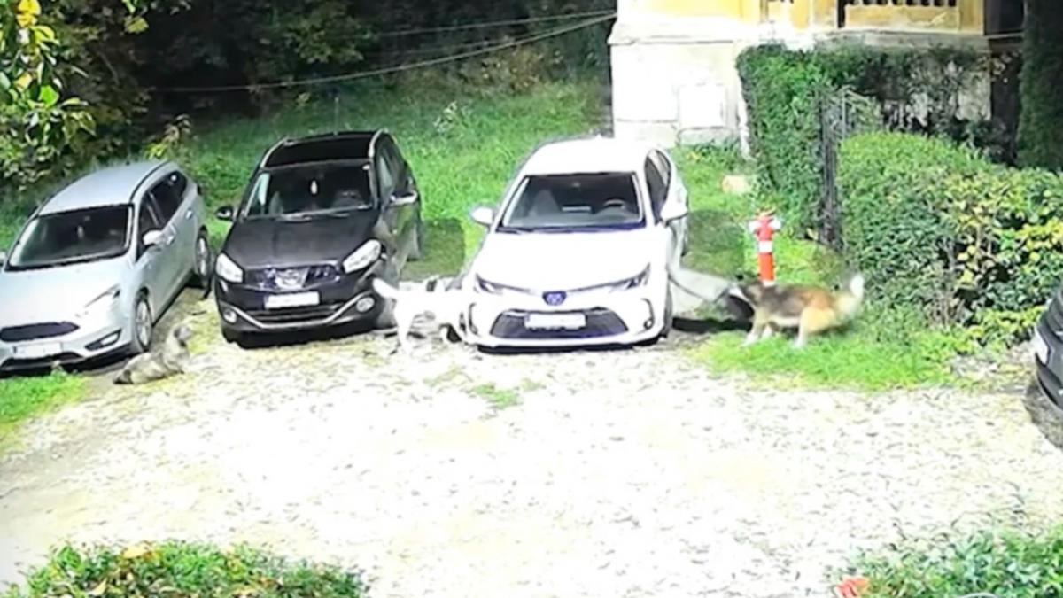 momentul in care cinci caini maidanezi distrug o masina parcata in petrosani soferita a aflat de la vecini cine a produs pagubele
