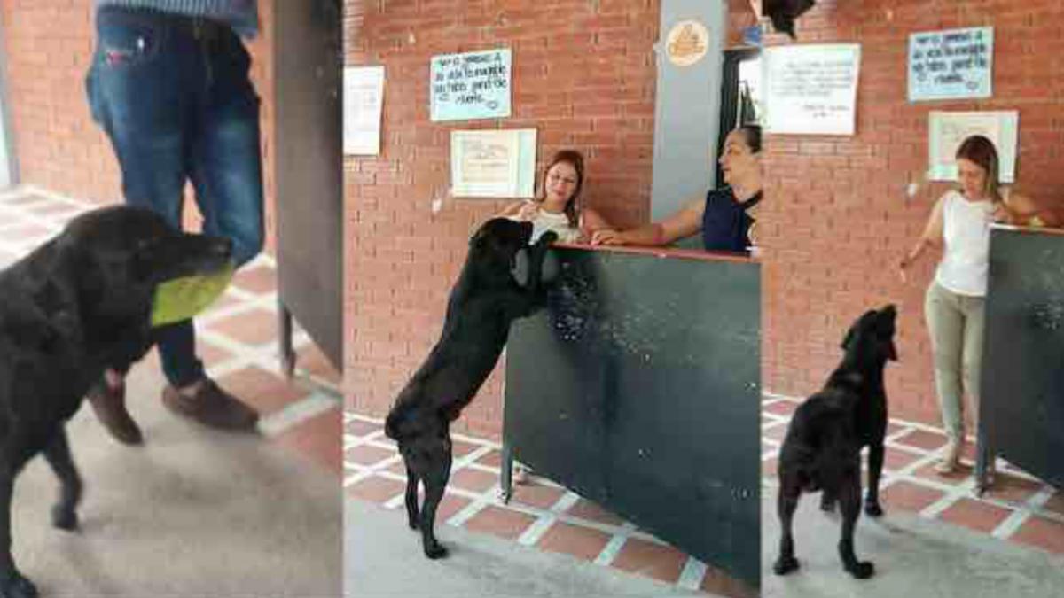 un catel incearca sa isi cumpere biscuiti cu o frunza dupa ce i a vazut pe copii platind cu bani negro a ajuns celebru in toata lumea