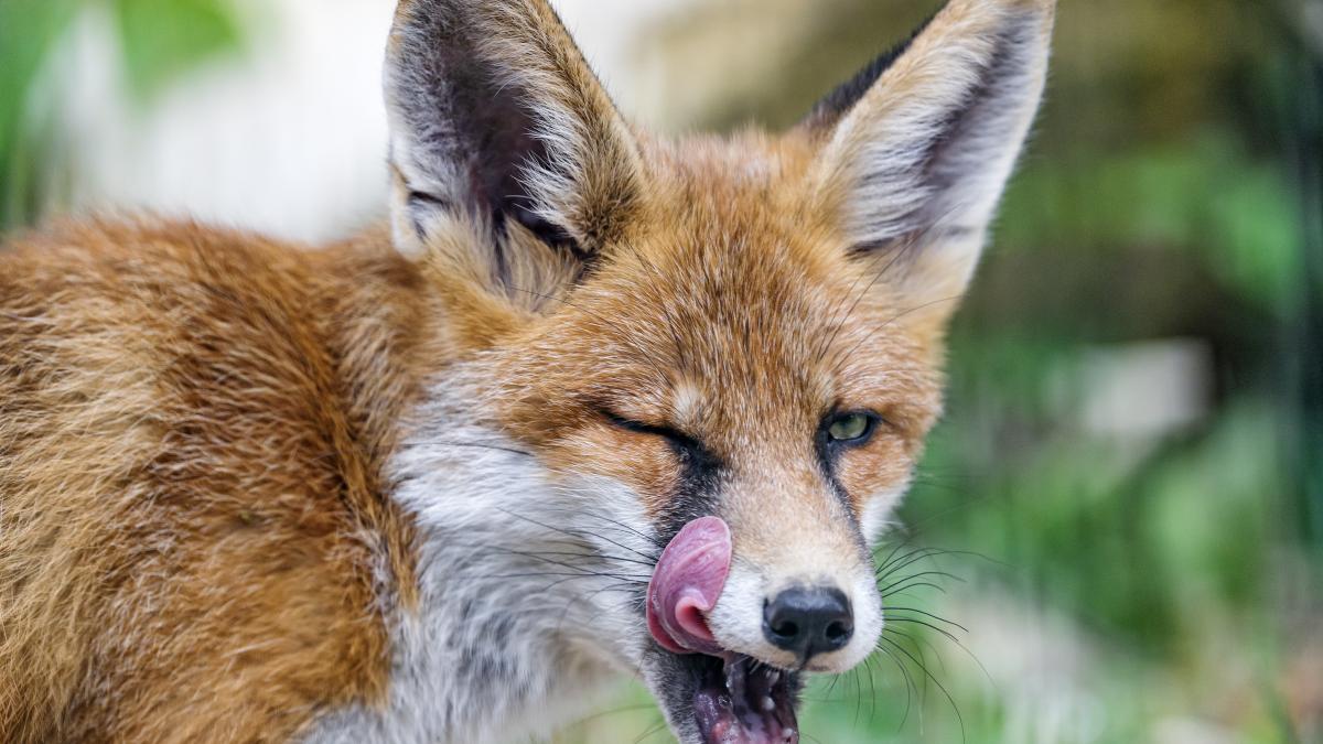 ungaria a prins o vulpe turbata si da vina pe romania aparitia bolii s a produs prin migratia faunei din tari vecine