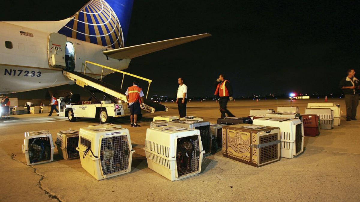 animalele de companie sunt bagaje in avion decizia controversata a curtii de justitie a uniunii europene