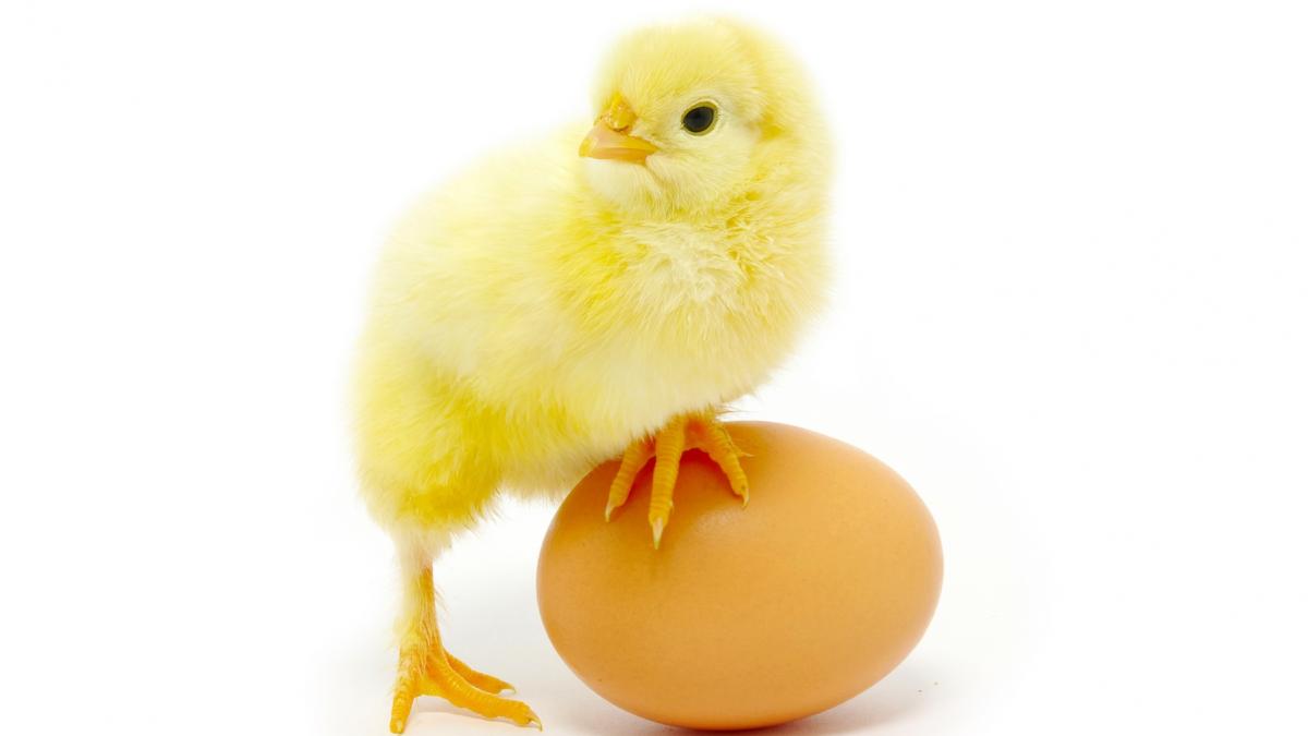 cercetatorii au creat pui de gaina cu pene de dinozaur ce au vrut sa obtina prin experimentul bizar