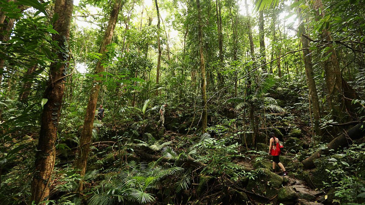 pădure tropicală din Australia
