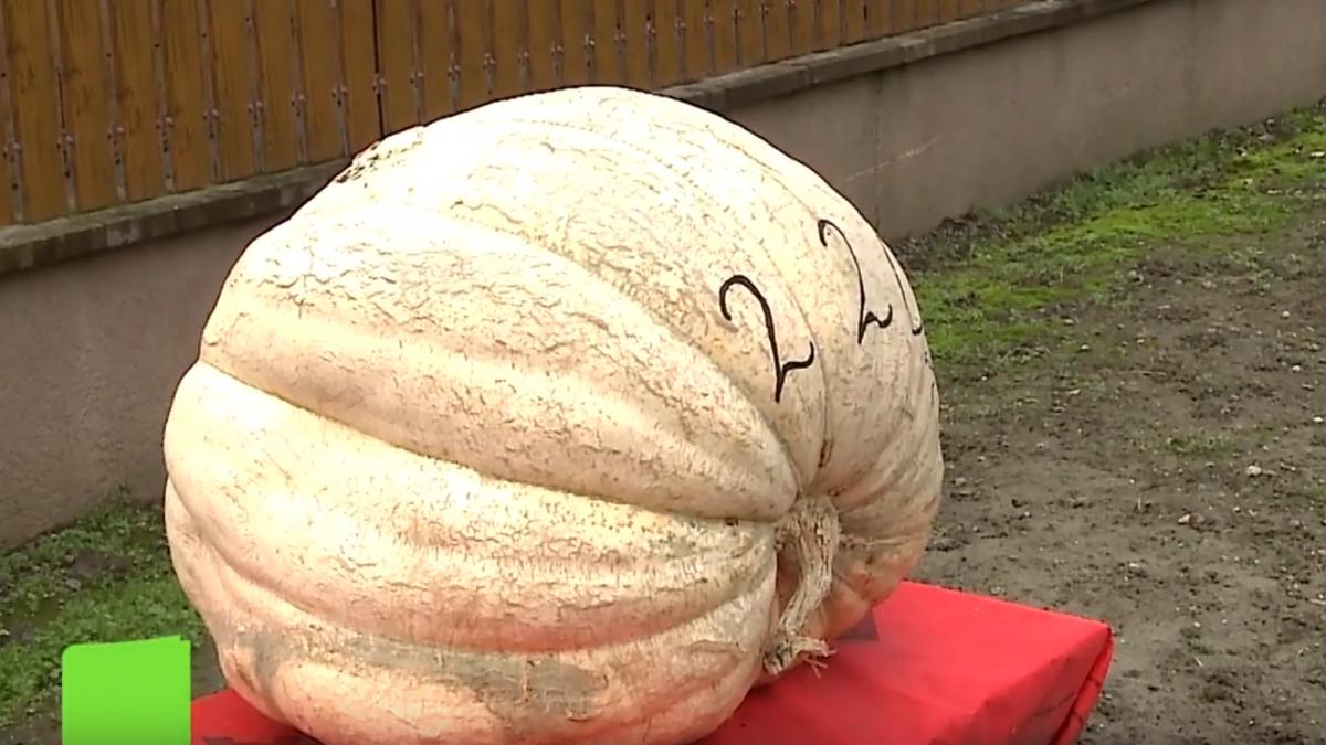 record in mures un satean a scos in fata portii un dovleac de 220 de kilograme si acum toata lumea se opreste sa faca poze cu el
