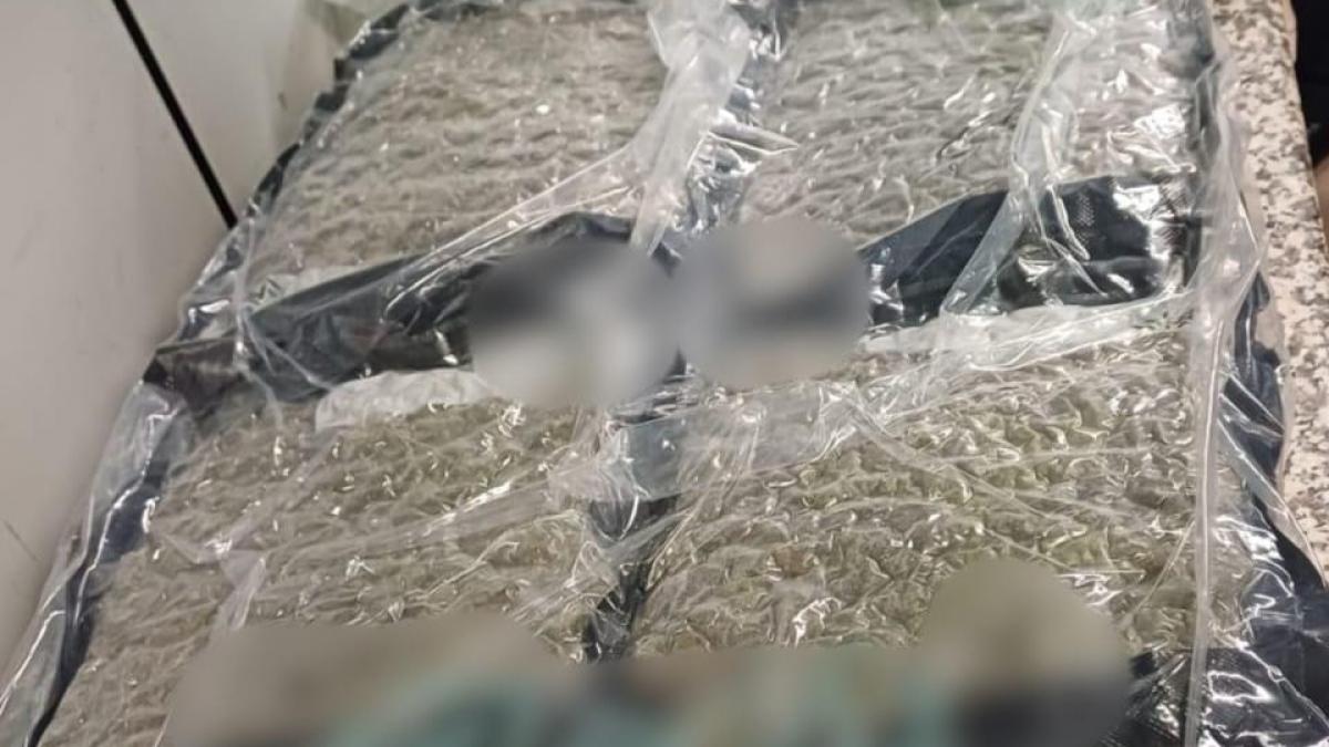 un albanez a fost prins cand incerca sa introduca in romania 22 de kilograme de canabis cum le transporta