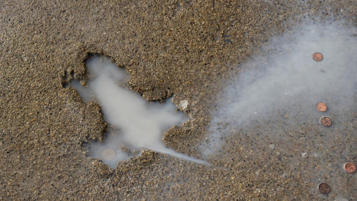 gaura sobolanului din chicago devenita virala pe internet nu ar fi fost facuta totusi de un sobolan