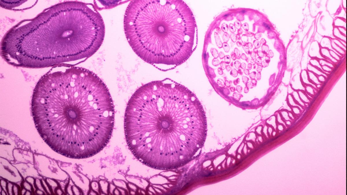 organisme blocate de sute de ani in solul din toronto au revenit la viata