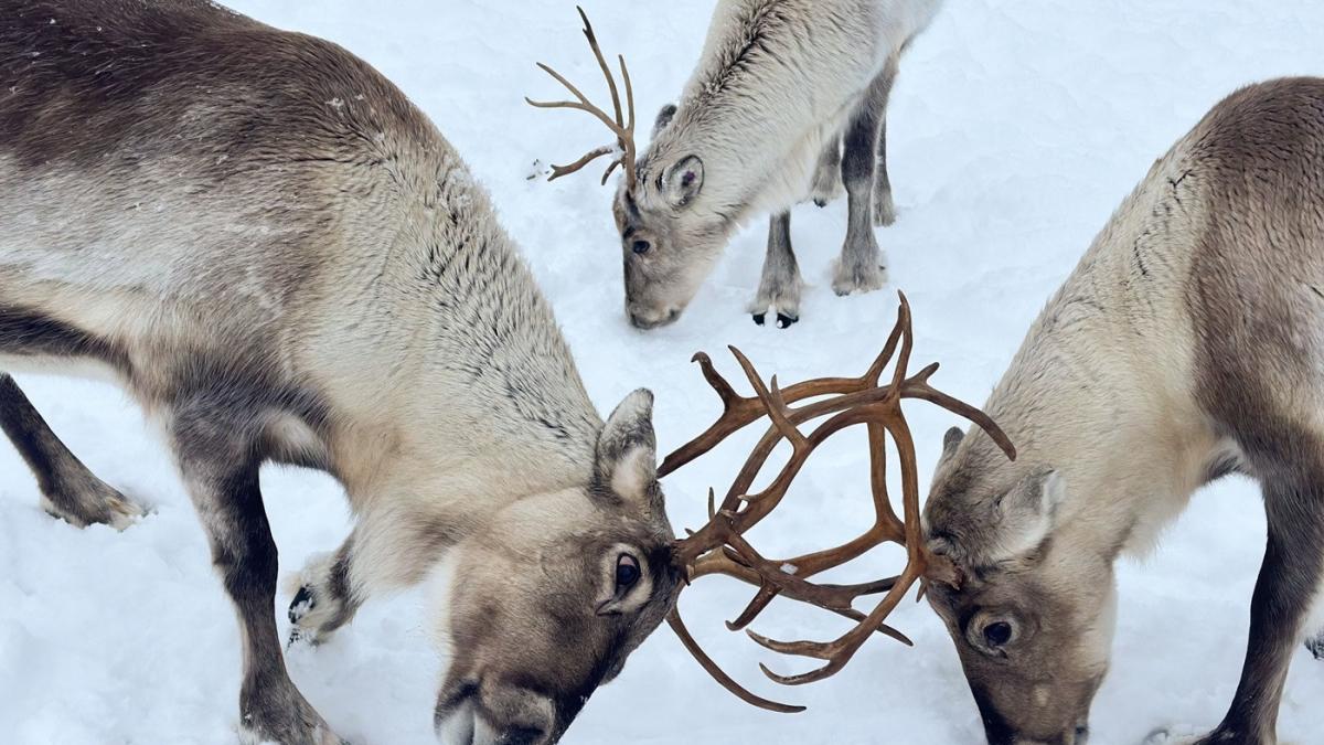 2 000 de piei de ren trimise trupelor ruse din prima linie echipament de pe vremea lui brejnev