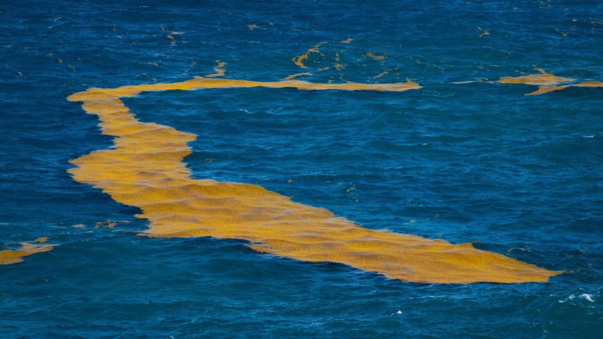 este oficial marea centura de sargassum din atlantic a devenit un fenomen oceanic fara precedent pata uriasa se vede din spatiu