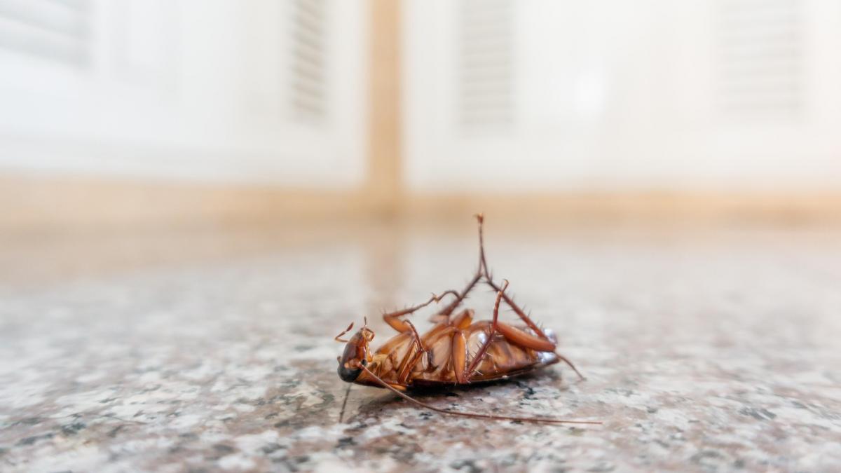 o femeie din coreea a incendiat un bloc intreg incercand sa omoare un gandac de bucatarie