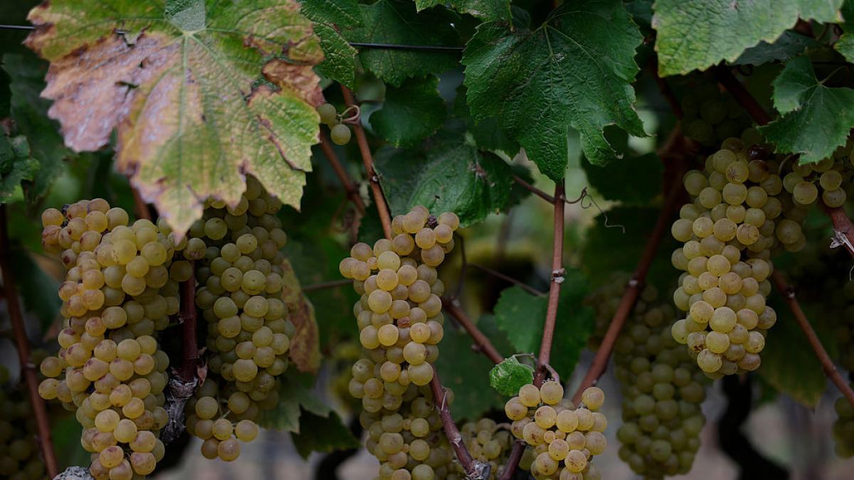 a cules 25 de tone de struguri si apoi singurul client i a spus sa le arunce pe camp un fermier povesteste ce s a intamplat