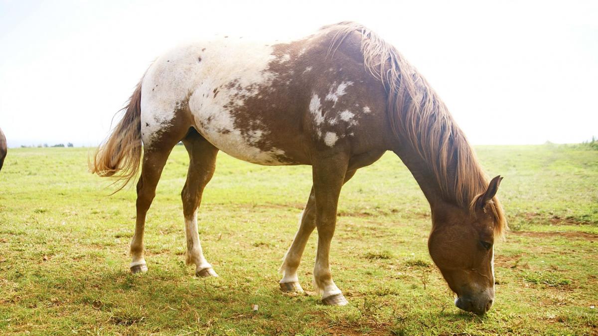 barbat retinut in vaslui dupa ce si a ucis cu sange rece calul in propria curte