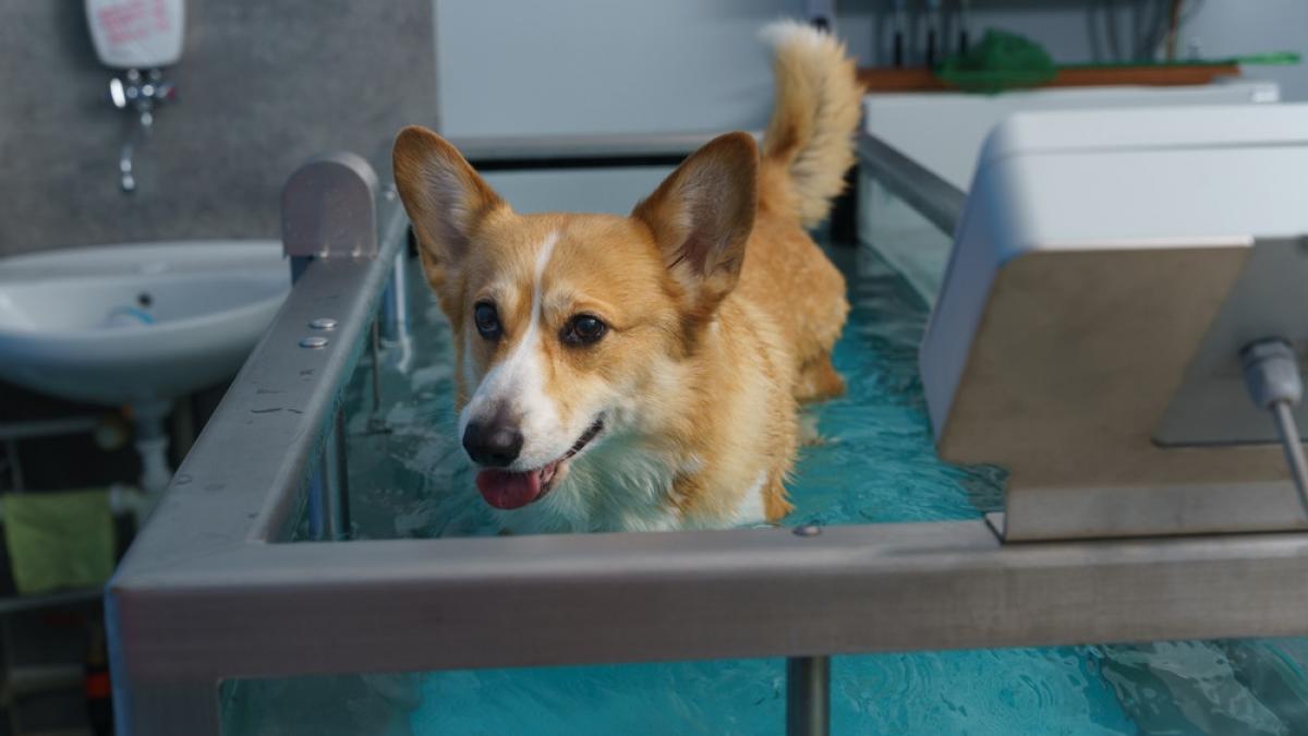 de ce conteaza fizioterapia preventiva pentru animalele active si cum previi problemele ortopedice la caini si pisici