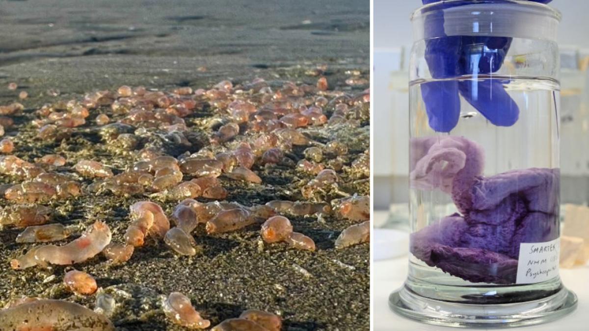 misterul a mii de creaturi marine roz care au ajuns pe plajele unui oras din oregon imaginile au devenit virale