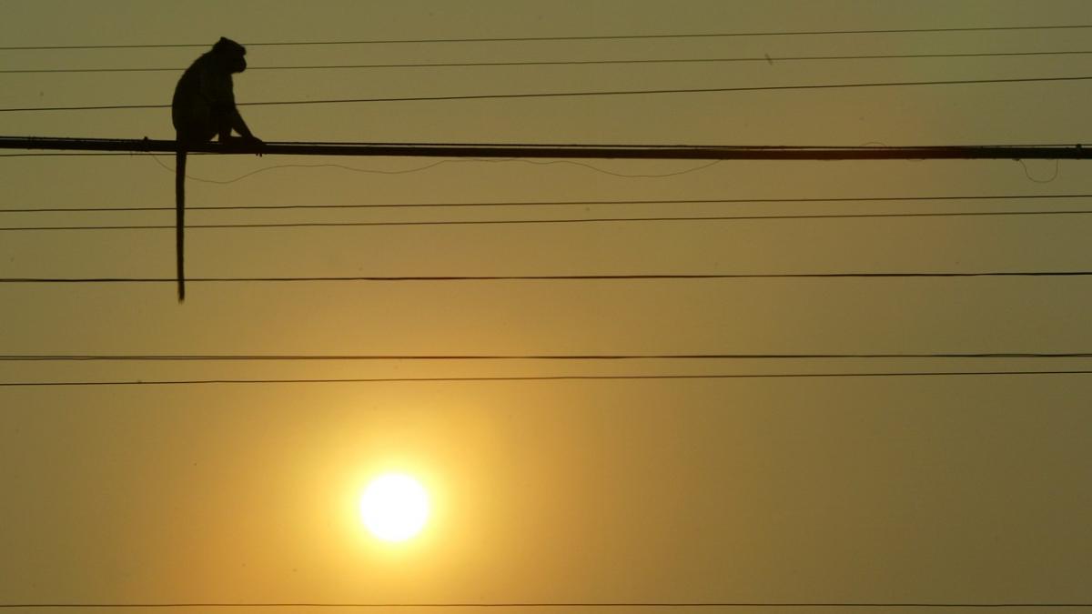 studiu revolutionar despre evolutia omului sunt dovezi convingatoare ca oamenii provin dintr un stramos asemanator maimutelor africane