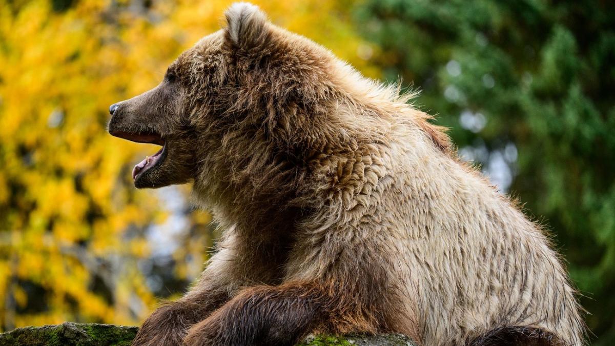 un barbat a fost atacat de un urs la pestera laptelui judetul brasov medicii l au dus de urgenta la spital