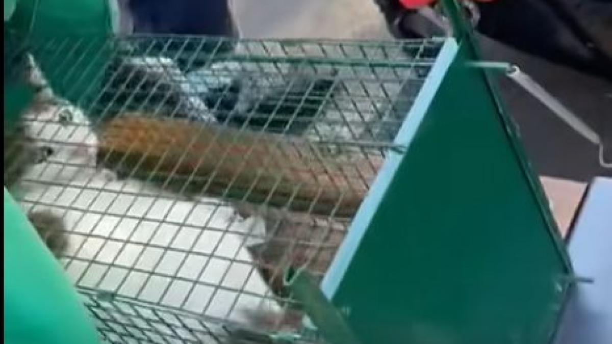 Momente emoționante între motanul Thomas, salvat din blocul din Rahova afectat de explozie, și stăpâna sa: "Mai sunt suflete de salvat"