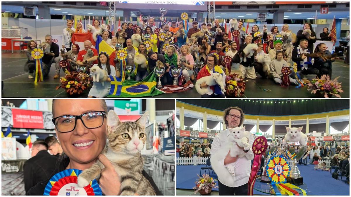 Trei pisici din România au fost desemnate cele mai frumoase din lume, la Campionatul Mondial Felin din București