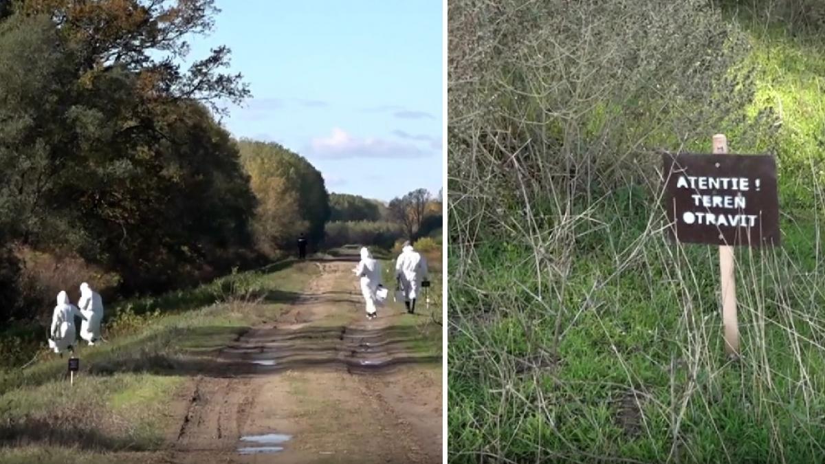 digurile de la dunare sunt in pericol rozatoarele sacalii si vulpile sapa in structurile lor pentru a si face culcus