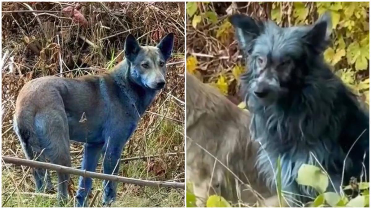 un expert ucrainean lamureste misterul cainilor albastri de la cernobil este o prostie