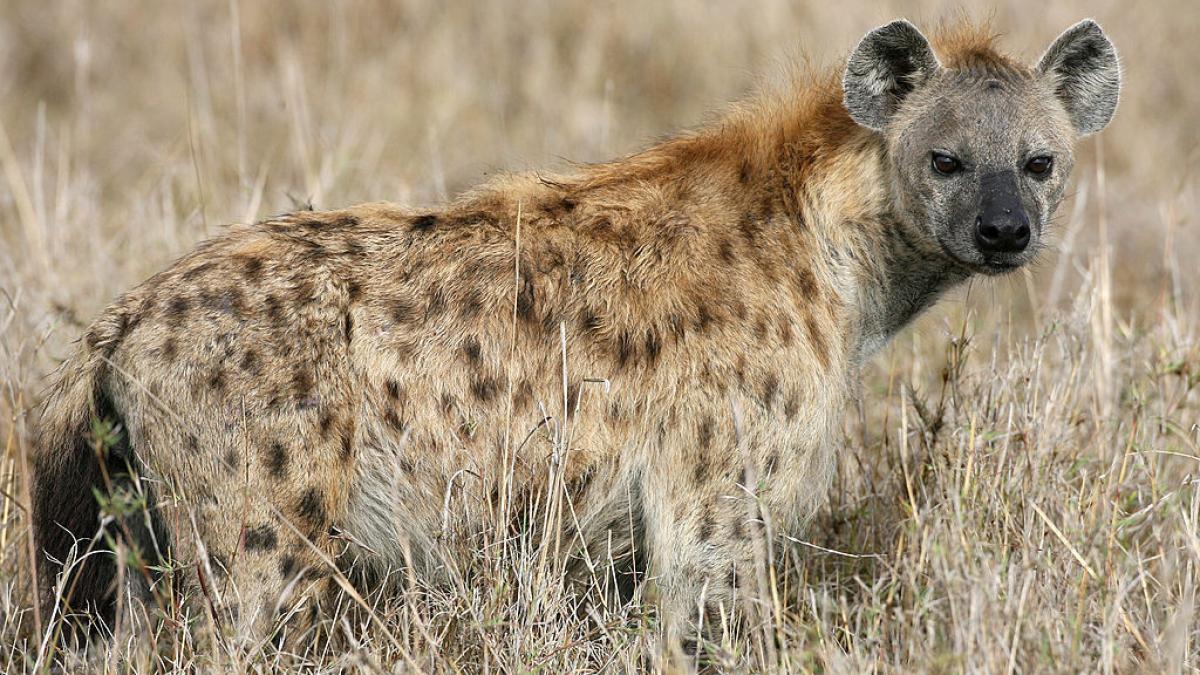 un leu salveaza o hiena gestanta de cainii salbatici scene fabuloase intr un nou documentar prezentat de sir david attenborough