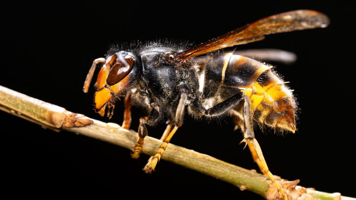 un profesor si fiul lui au murit dupa ce au fost atacati de un roi de viespi intr un parc de aventura in timpul vacantei din laos