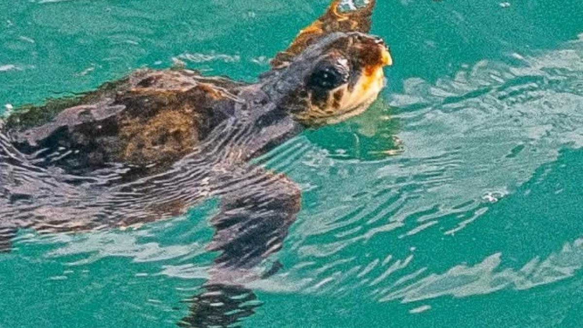 o testoasa din caraibe a ajuns pana pe tarmurile angliei purtata de uraganul melissa