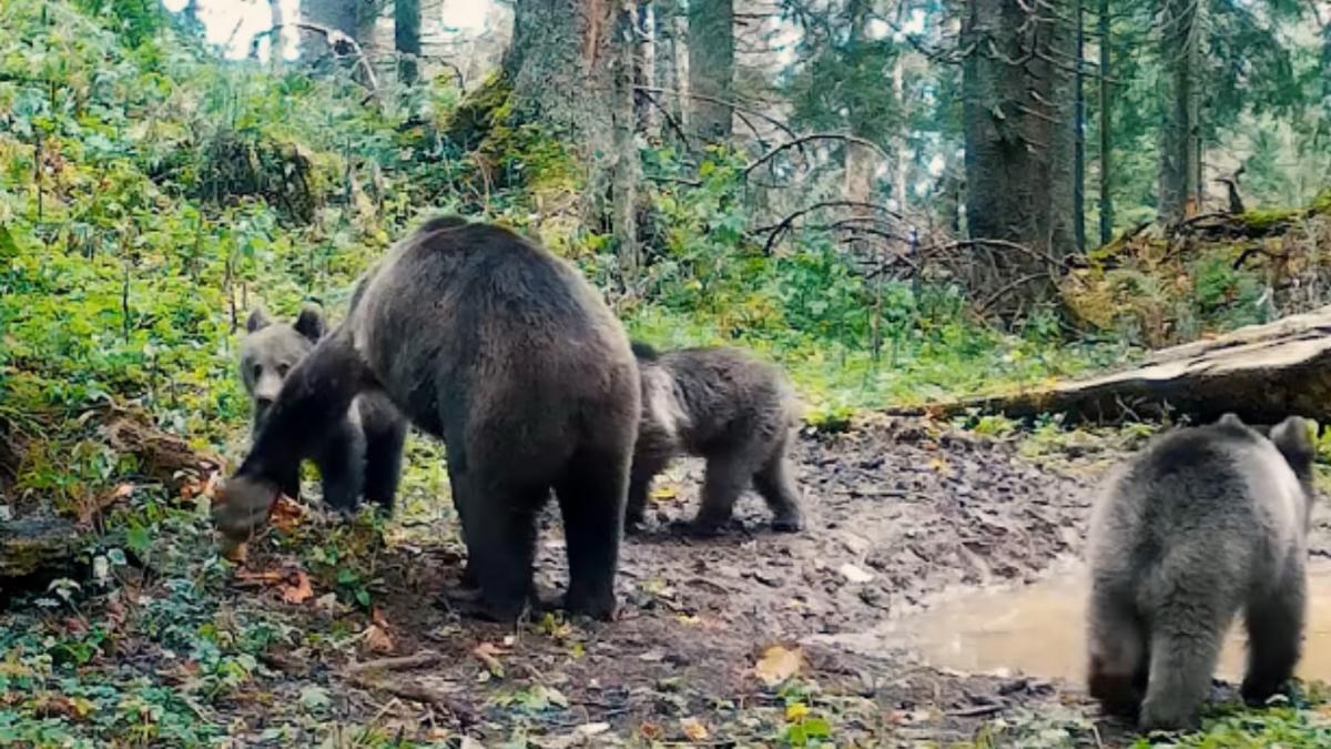 o ursoaica grijulie cu trei pui surprinsi pregatindu se pentru somnul de iarna imaginile au fost filmate intr o padure din apuseni