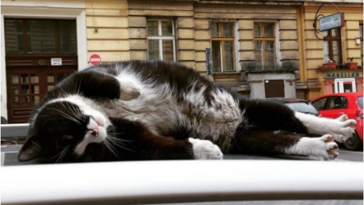 un motan din polonia a devenit atractie turistica sute de mii de oameni din toata europa vin sa l vada pe gacek