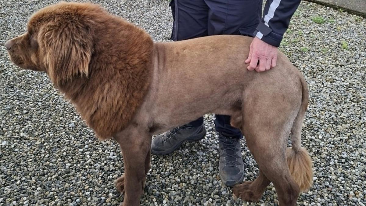 leul care a starnit panica in vestul irlandei s a dovedit a fi de fapt un caine tuns ciudat pe nume soarece