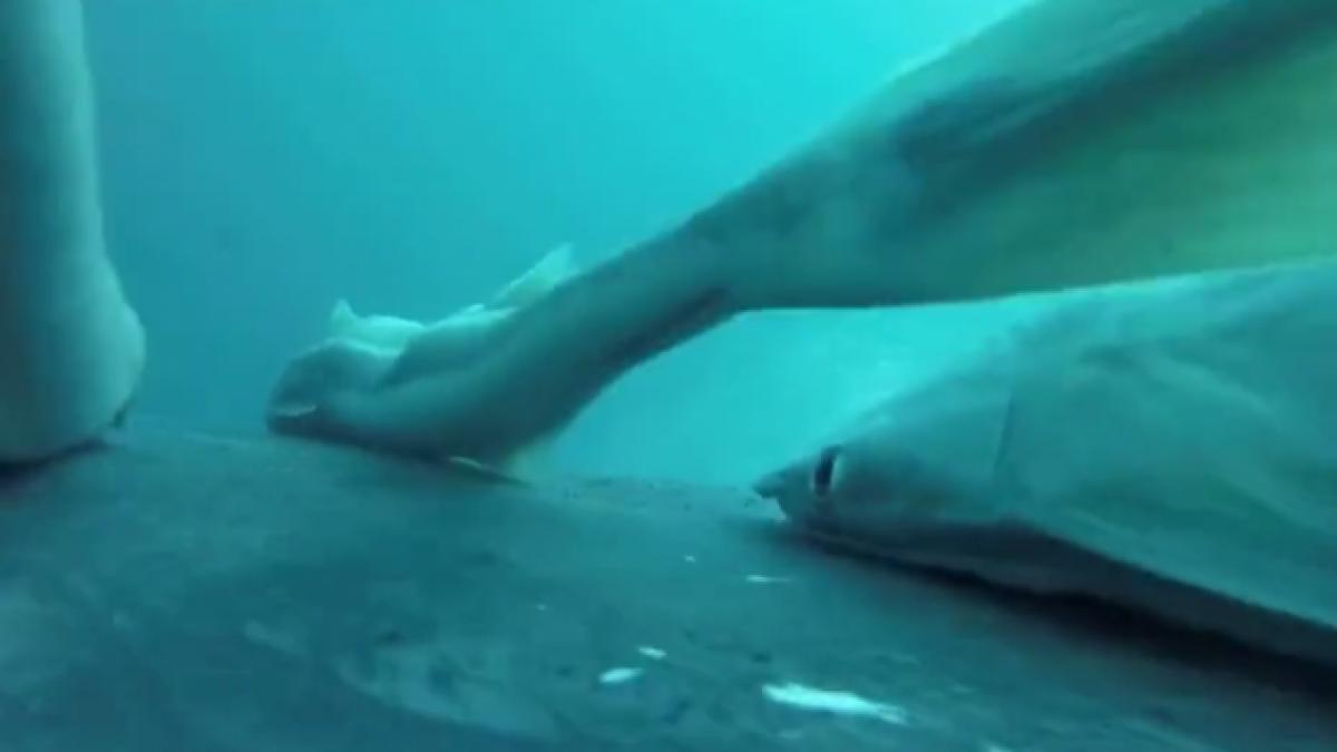 cea mai bizara plimbare prin ocean imagini rare cu pesti ventuza care fac surf pe spatele balenelor cu cocoasa