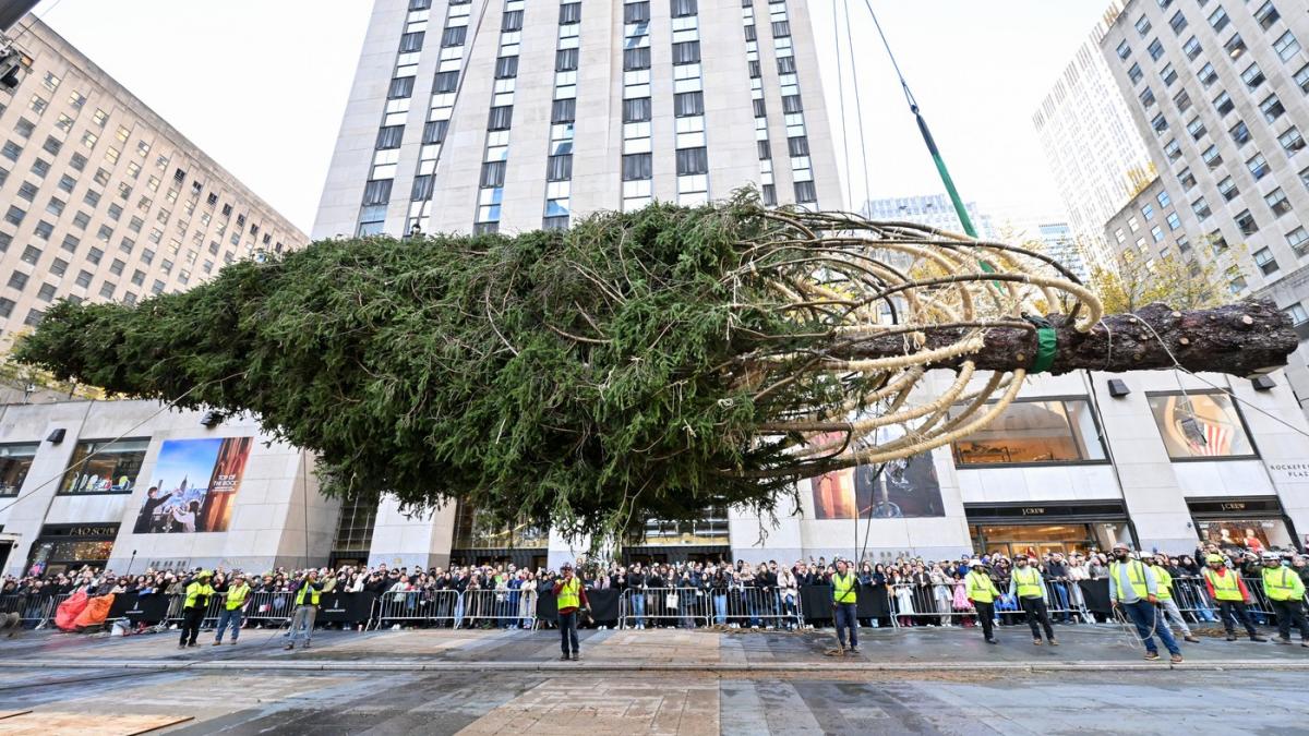 bradul de craciun de la rockefeller center din acest an a ajuns la new york dupa o calatorie de 209 km si are o poveste emotionanta