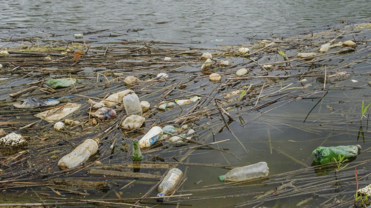 le monde deseuri pete de motorina mai putini pelicani coltul de paradis din delta dunarii distrus de razboiul din ucraina