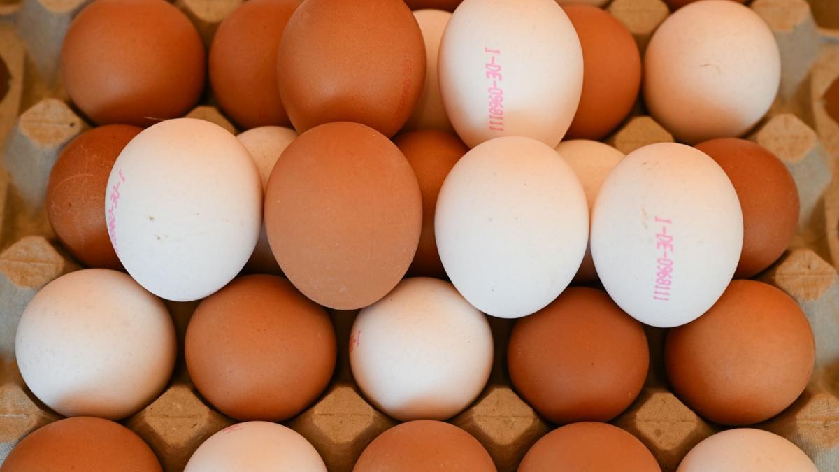 o fabrica de oua lichide se deschide in romania in urma unei investitii de 1 5 milioane euro produsele sunt la mare cautare in ue