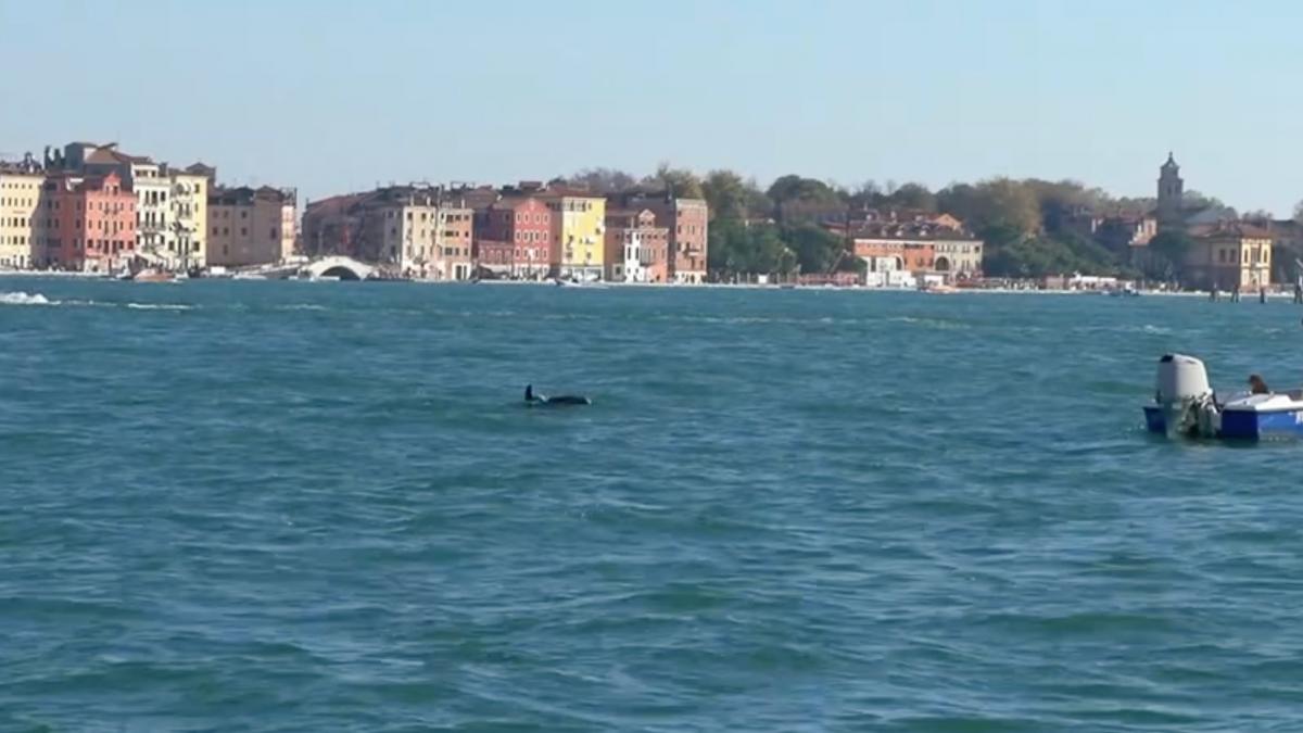 un delfin a ajuns atractie turistica in venetia mimmo s a obisnuit sa inoate pana la piata san marco expertii sunt insa ingrijorati