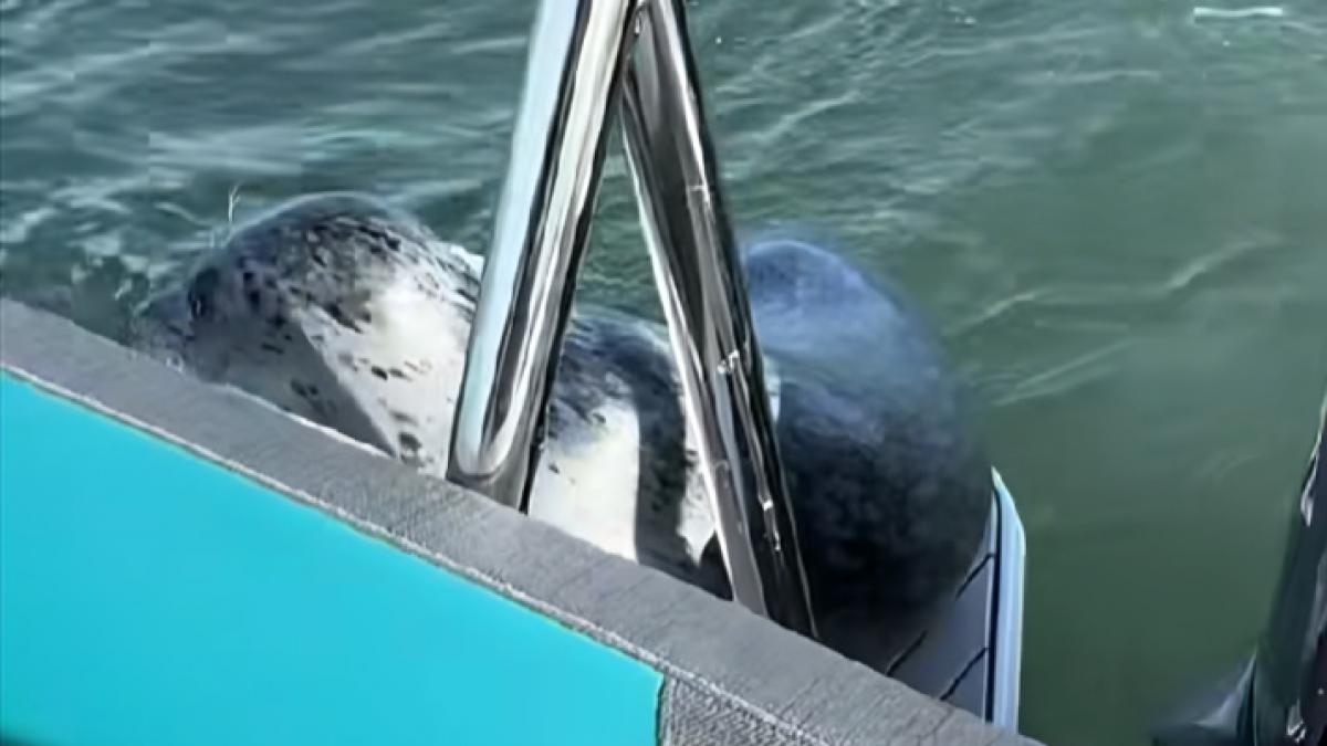 imagini spectaculoase cu momentul in care o foca sare in barca unui fotograf ca sa scape cu viata de un atac al orcilor
