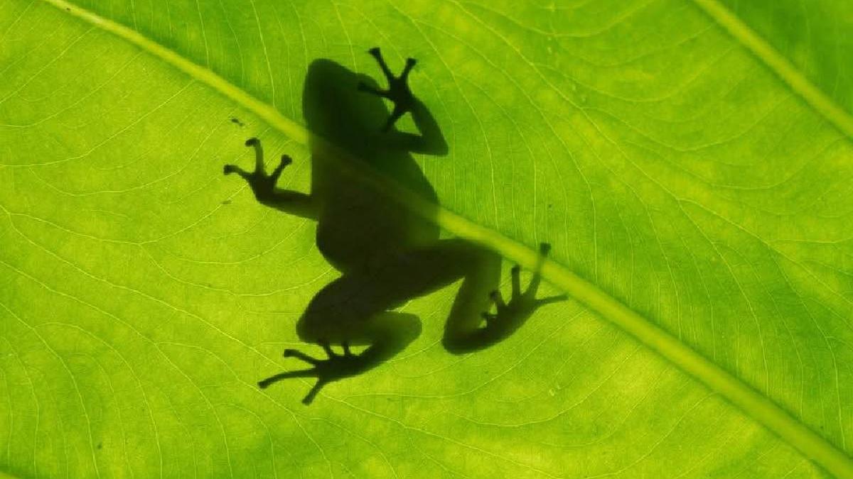 mai intai au murit broastele apoi s au imbolnavit oamenii cum declinul naturii loveste direct in sanatatea noastra