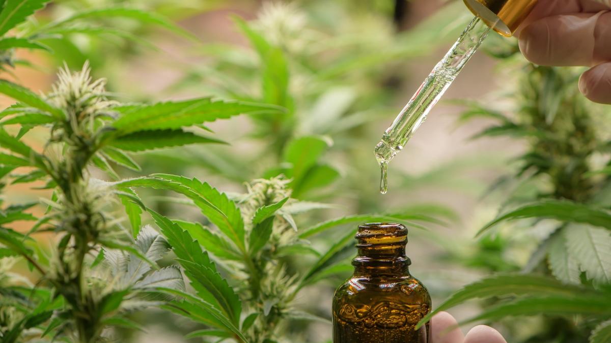 ce este uleiul de canabis si cum il poti folosi legal in romania