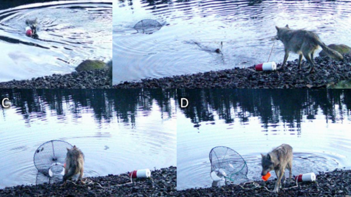 imagini incredibile cu un lup care foloseste o metoda ingenioasa pentru a fura peste dintr o capcana