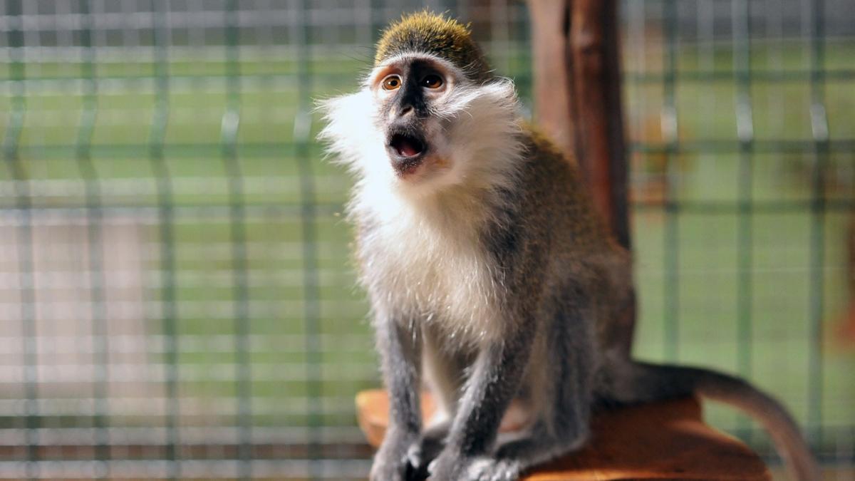 maimute indesate in saci si droguri in camioneta metoda bizara prin care traficantii thailandezi isi transportau marfa