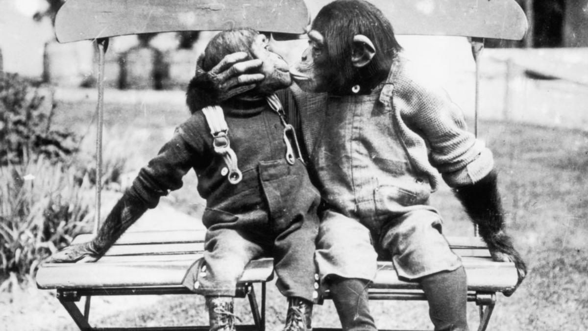 descoperire neasteptata despre sarut a aparut acum 21 de milioane de ani de la stramosul comun al oamenilor si maimutelor