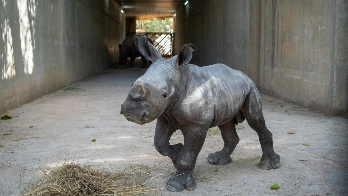 un pui de rinocer alb s a nascut la o gradina zoologica din valencia numele lui va fi ales prin vot