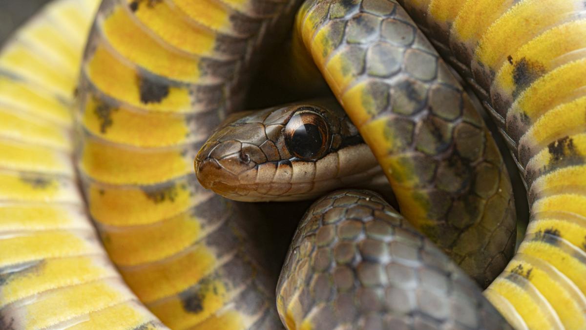 cum supravietuiesc animalele toxinelor mortale cateva miligrame dintr un singur compus pot schimba totul