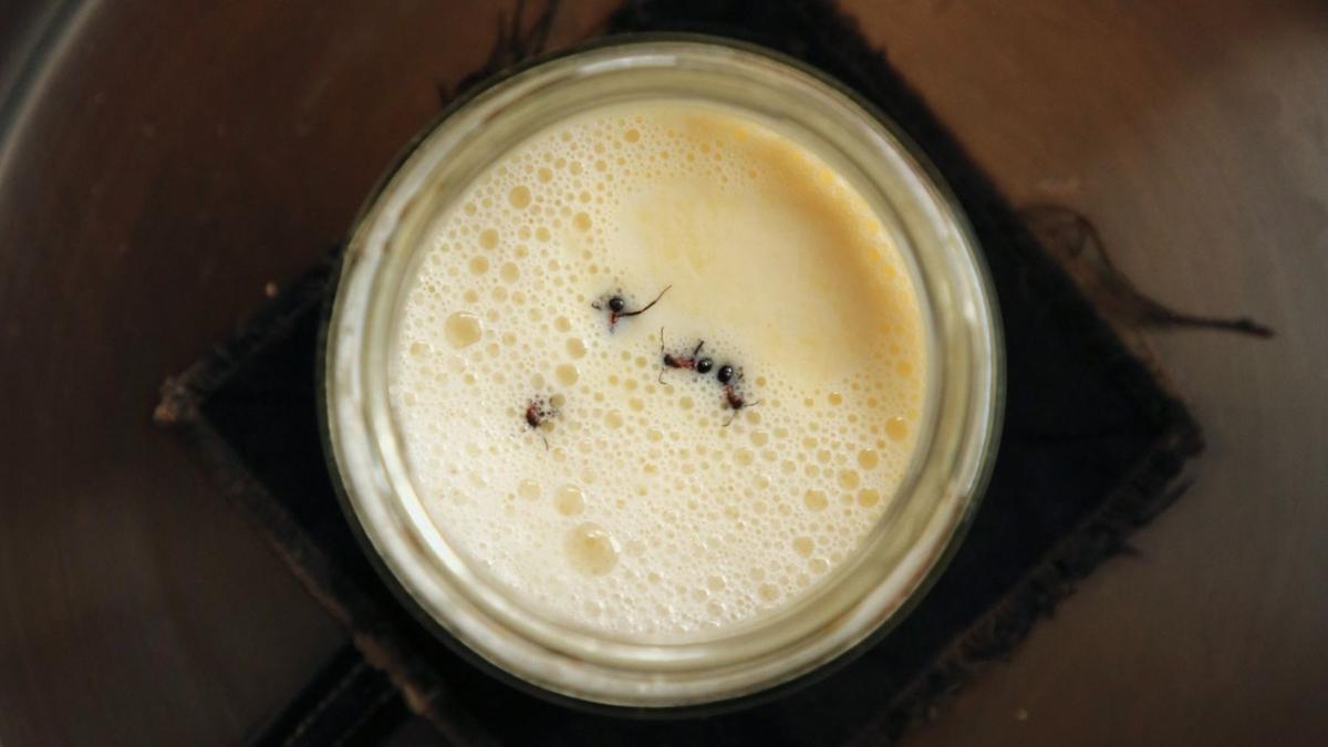 dupa faina din greieri cercetatorii au creat iaurtul de furnici