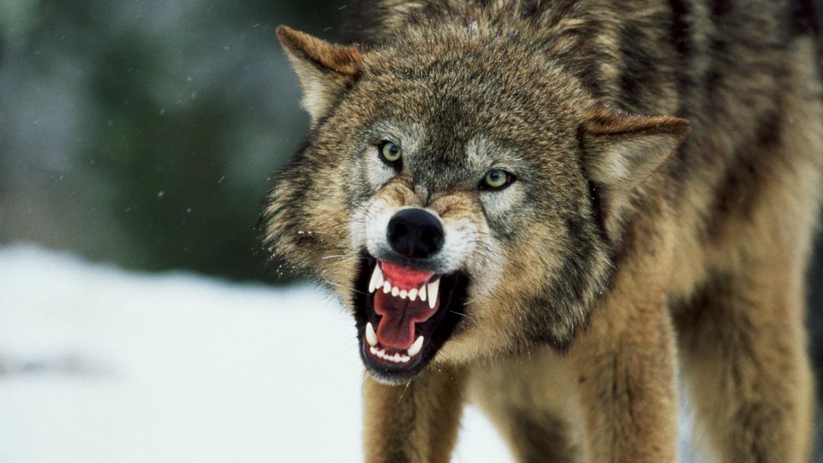 tanara biolog experta in lupi sfasiata de o haita la doar cateva zile dupa ce a primit job ul visurilor ei dintr o greseala banala